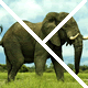 Endangered Species Jigsaws